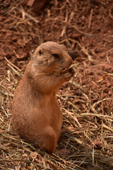 Very Cute Prairie Dog Eating Dry Grasses