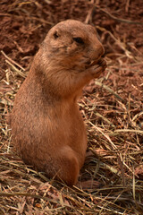Terrific Close Up of a Black Tailed Prairie Dog