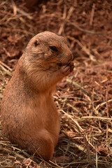 Black Tailed Prairie Dog with His Paws By His Mouth