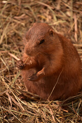 Chubby Prairie Dog Eating a Piece of Straw