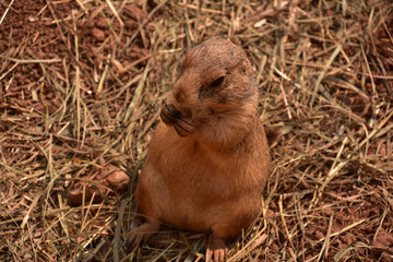 Amazing Close Up of a Prairie Dog