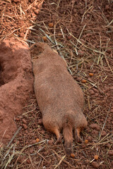 Single Black Tailed Prairie Dog Stretched out Resting