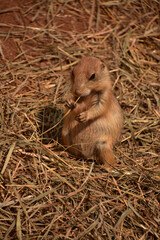 Cute Black Tailed Prairie Dog Sitting Up