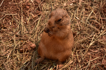 Fantastic Close Up of a Small Prairie Dog