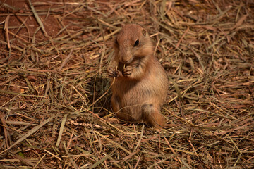 Baby Prairie Dog Eating Piece of Straw