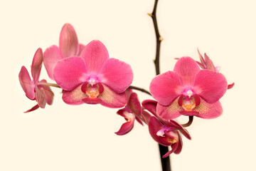 Beautiful pink orchid branch with flowers over beige background front view close-up