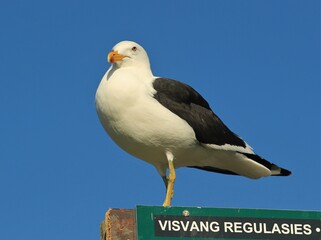 Seagull sitting on a board