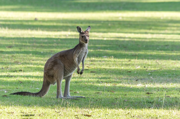 Fototapeta premium A juvenile Eastern Grey Kangaroo in a grassy field, in South Australia 