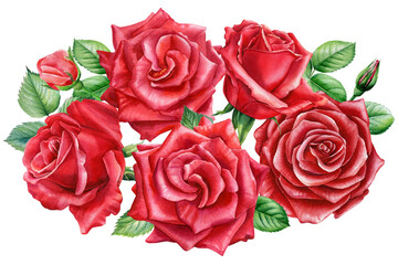 Roses bouquet. beautiful flower on isolated white background, watercolor painting