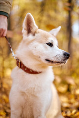 puppy teenager dog of japanese breed akita inu with long white fluffy coat standing outdoors in autumn park on summer sunny day, on a leash. pet, animal cocnept