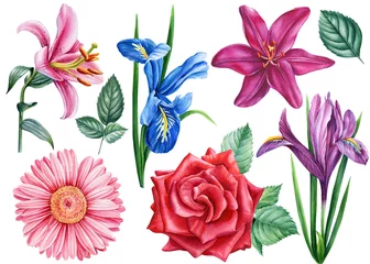 Foto op Canvas Set of flowers iris, rose, gerbera, lily. Watercolor botanical illustration, floral elements for design © Hanna