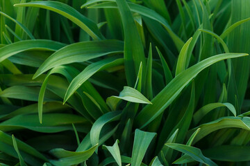 Fototapeta na wymiar Background from green leaves of ornamental plant