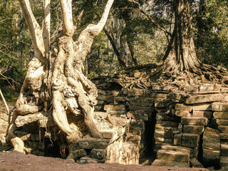 Obraz premium Ruins of an ancient stone temple lost in the Cambodian jungle - Ta Nei of Angkor temples