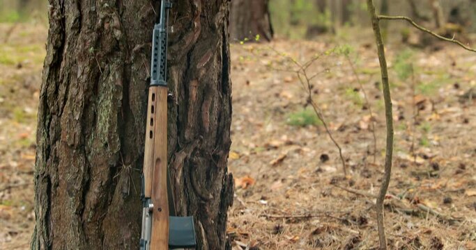 german ammunition and Soviet trophy svt rifle of World War II leaning against trunk of pine. german ammunition.