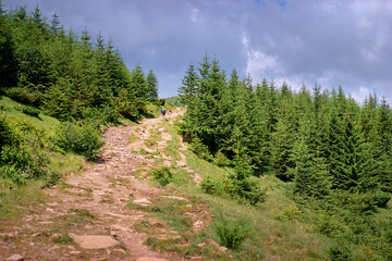 Fototapeta na wymiar Pathway in Forrest of green pine trees.
