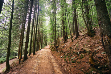 Pathway in pine trees forest.