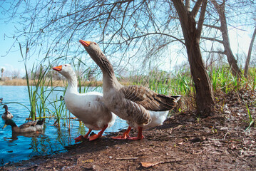 goose in the lake. marjal de gandia, valencia - spain
