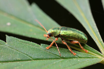 Leaf beetle on wild plants, North China