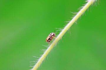 Leaf beetle on wild plants, North China