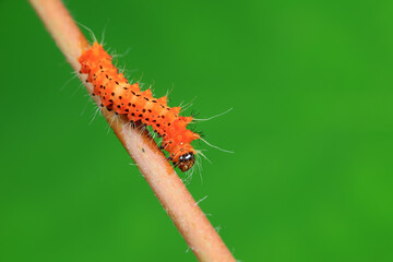 Lepidoptera larvae in the wild, North China