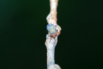 Flies on wild plants, North China