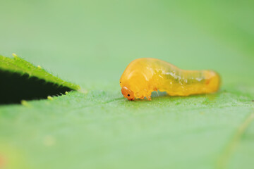 Leaf bee larvae on wild plants, North China