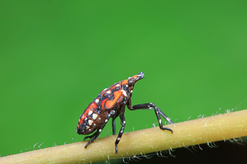 Hemiptera wax Cicadellidae insects on wild plants, North China