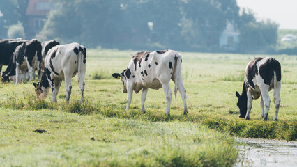 Cows graze in the meadow, dutch nature photo 