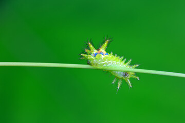 Lepidoptera larvae in the wild, North China