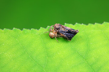 Hemiptera wax Cicadellidae insects on wild plants, North China