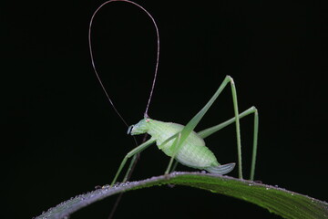 Katydid nymphs in the wild, North China