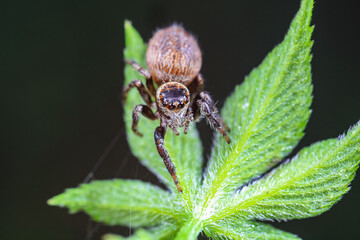 Spiders in the wild, North China