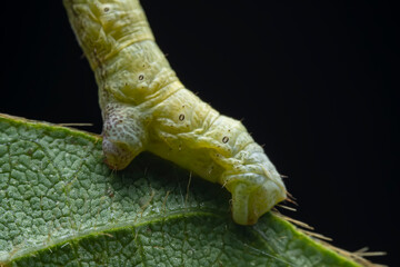 Naklejka premium Lepidoptera larva inchworm in the wild, North China