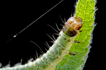 Lepidoptera larvae in the wild, North China