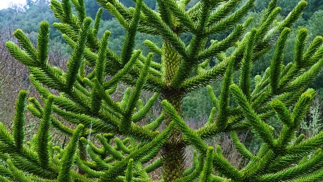 Araucaria in the Santa Catalina Botanical Garden in the ruins of a 13th century monastery. Tresbridges. Municipality of Iru&ntilde;a de Oca. Sierra Badaya. &Aacute;lava, Basque Country, Spain, Europe