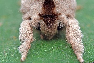 Lepidoptera insects in the wild, North China