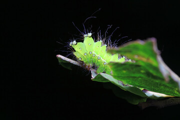 Lepidoptera larvae in the wild, North China