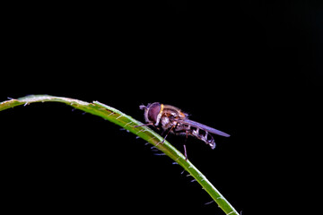 Aphid eating flies in the wild, North China