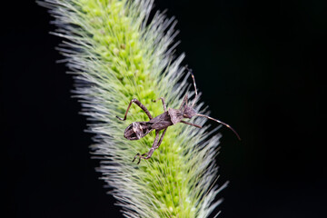 Point bee edge stink bug in the wild, North China