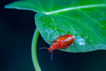 Carabidae insects in natural state, North China