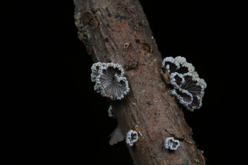 Cleft wrinkle fungus, a wild fungus, North China