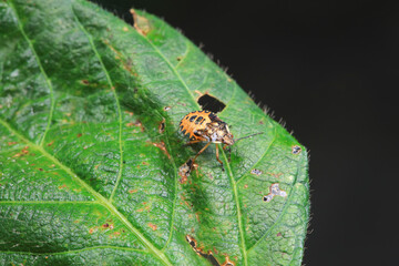 Hemiptera bugs in the wild, North China