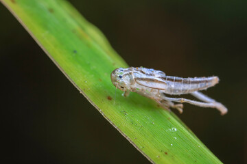 Leaf cicada on wild plants, North China