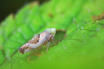 Leaf cicada on wild plants, North China