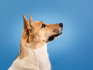 Mixed breed cute dog portrait on blue background