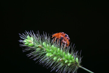 Ladybugs on wild plants, North China