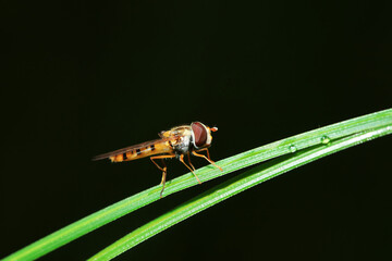 Aphid eating flies in the wild, North China