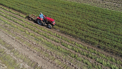 Farmers drive agricultural machinery to harvest peanuts in the farmland and take aerial photos, North China