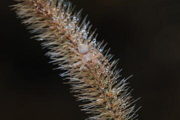 Fototapeta premium Spiders in the wild, North China