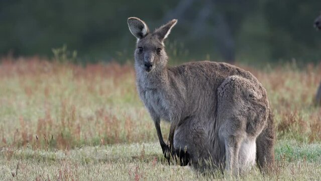 a kangaroo female with a joey in her pouch looks towards the camera at kosciuszko national park in nsw, australia